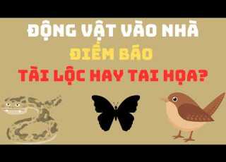 ĐỘNG VẬT VÀO NHÀ CẢNH BÁO TÂM LINH KHÔNG NÊN XEM THƯỜNG