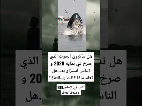 هل تذكرون الحوت الذي صرخ في بداية 2020