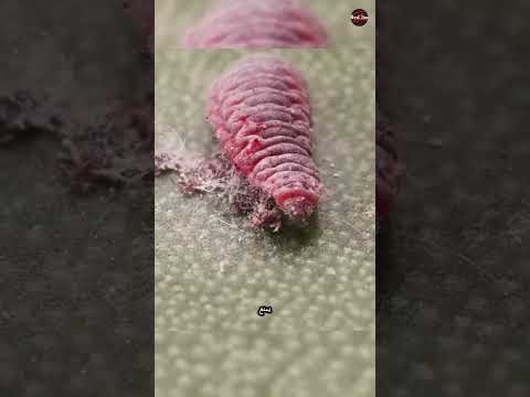 طريقة صادمة للبعض لطريقة صنع احمر الشفاه