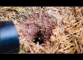 5 000 Yellow Jackets Wasps UNDERGROUND Un Cut FULL Removal ASMR