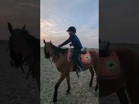 Horselov Cheval شباب البومب13 Kuda Caballos घ ड лошади يوميات ترند حصان Foryou Shorts