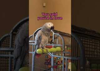  Gizmo S Singing Will Melt Your Heart Talkingparrot Singingbirds Africangrey Shorts