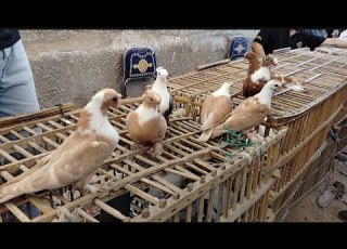 Back From Eid Holiday Surprise Pigeon Prices At The Friday Market In Sayeda Aisha With Abu M