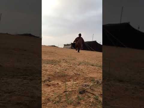 شيلة نبي نمشيي نبي نركض ذكريات اطفال