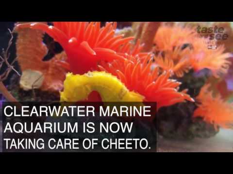 Cheeto The Seahorse Falls Out Of The Sky Into The Hands Of Her Rescuer In Clearwater Cheeto The Seahorse Falls Out Of The Sky Into The Hands Of Her Rescuer In Clearwater