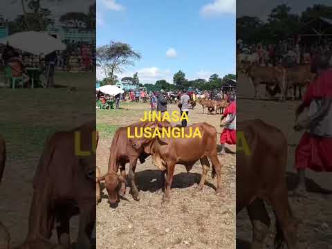 Jinasa Lusangija Na Bomani Wake Tarehe 3 3 2026