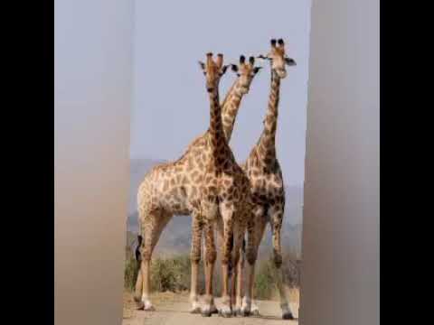 JIMINOGENI DOTO UJUMBE WA JINA JIMPYA NGOTA STUDIO MBEYA MASANYINTA 2026