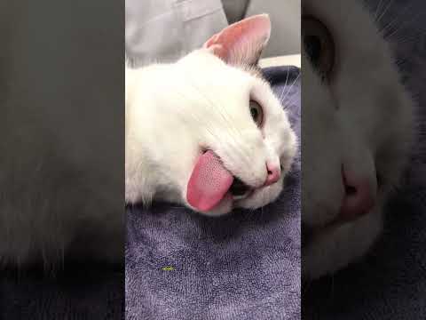 You Don T Really Know Your Cat