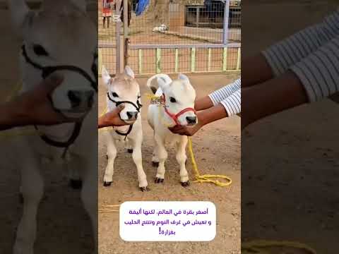 اصغر سلالة من البقر في الهند