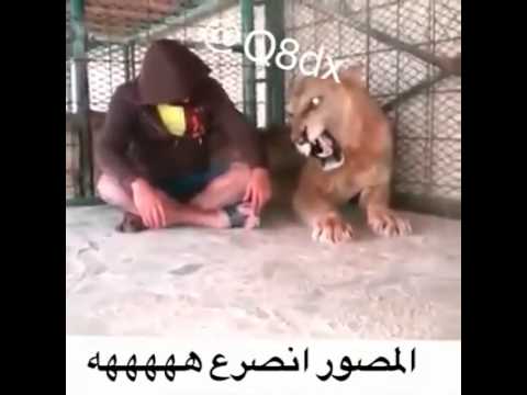 المصور خاف من صوت الاسد ههه