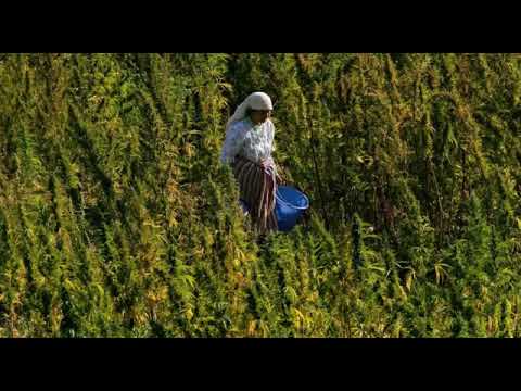 اغنية ايما الحشيش عملاتا الراجل تزوج ثلاثة