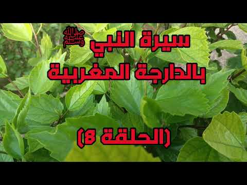 سيرة النبي ﷺ بالدارجة المغربية الحلقة 8 سيرة النبي ﷺ بالدارجة المغربية الحلقة 8