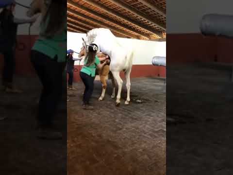 تزاوج الخيول العربيه الاصيله