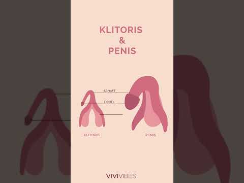 Klitoris Vs Penis Animation