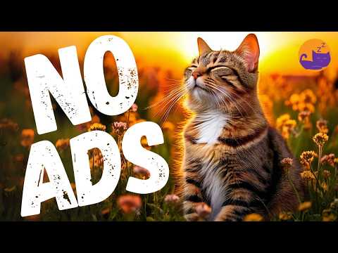 EXTRA SOOTHING Cat Music 15 Hours Of Feline Audio Therapy For Deep Relief