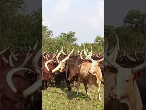 Ankole Watusi Cattle Beautfulview