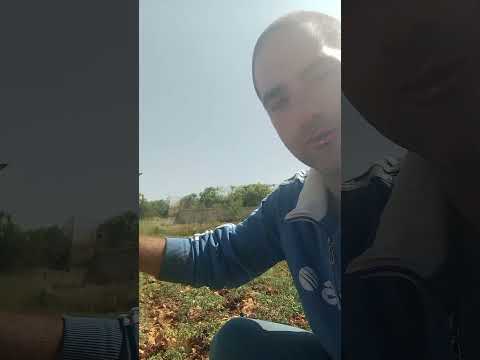 حم ص بلدي صيفي بسطة الموسم حمص كفرا زراعة عضوية كفرا صور الحوش لبنان Organic Plants حم ص بلدي صيفي بسطة الموسم حمص كفرا زراعة عضوية كفرا صور الحوش لبنان Organic Plants