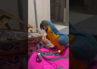  طوطی به این د د ری دیده بودید Bird Birds Laugh Macaw Parrot پرنده طوطی Dog Cat Animals