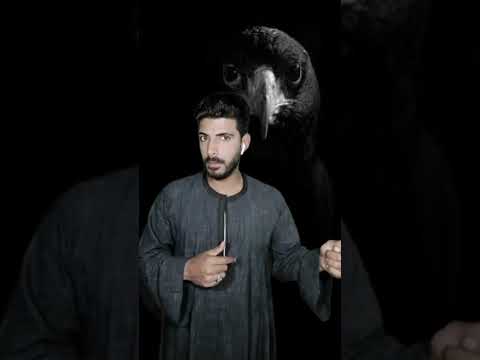 لماذا كلمة لبؤة إهانة