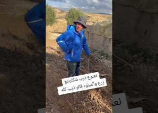  الحاج و نعنوع سلسلة الفكاهية نعنوع باع شكارة زرع نتاع الحاج ابلور Automobile تيك توك