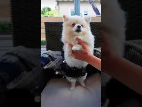 دي القسوه يا عينى مره