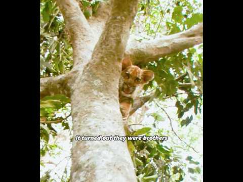 All Life Deserves Respect Movie Film Kdrama