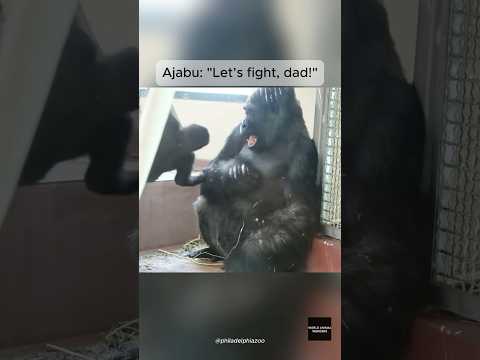 Ajabu Vs Dad Motuba S Playtime