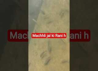 Machhli Jal Ki Rani Hai 2025 Machli