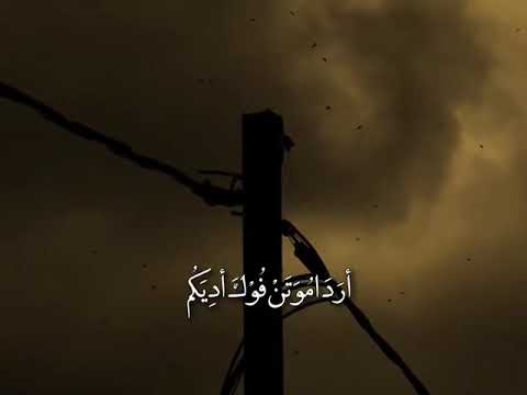 انطوني راي شلون بله مسلم الوائلي