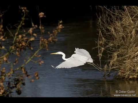 صوت طائر الكار