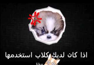 صوت لا يسمعة الى الكلاب