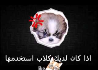  صوت لا يسمعة الى الكلاب