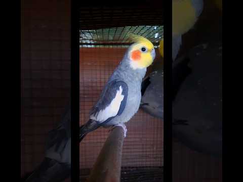 Cockatiel Sound Singing Shorts Cocktail Indianfeathers