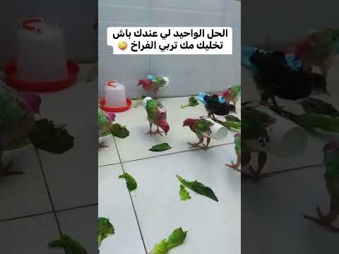 طريقة تربية الصيصان في البيت Nature