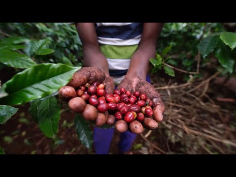 Kihamba Chaga Home Gardens On The Slopes Of Mount Kilimanjaro