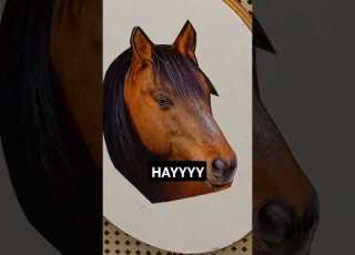  What Does A Gay Horse Eat