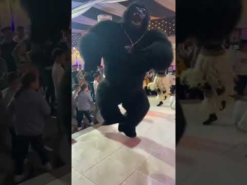 الغوريلا رقصت عقباوي في الفرح Explore اكسبلور Music ضحك ترند تيك توك Panda رقص