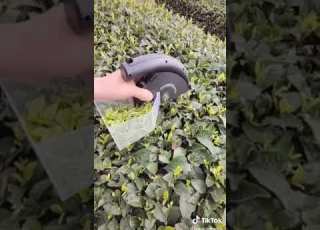 اصحاب ارحب يخترعون آله للقات بزغه