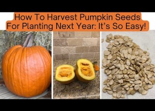 How To Save Pumpkin Seeds For Planting THE FAST EASY WAY