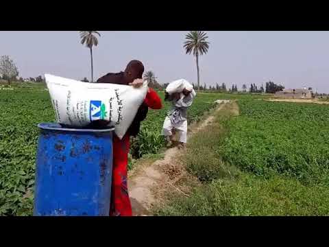 الحاج مسعود و تفاحه بتضربه