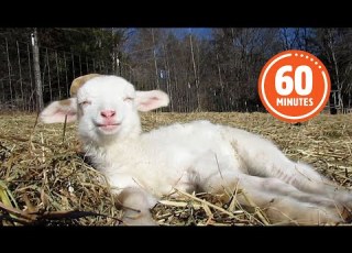  The Very BEST Baby Farm Animals FUNNIEST Farm Animals