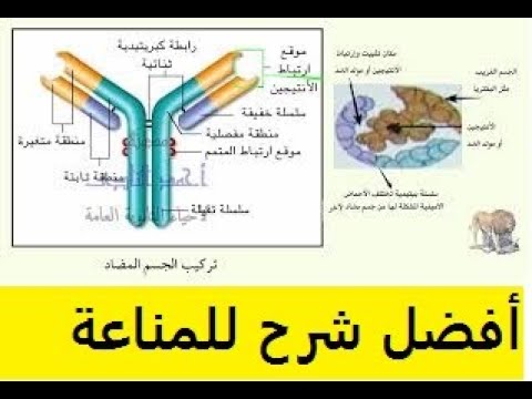 شرح المناعة الخلطية