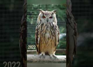 Owl Vs Mythology Creatures Viral Vedio Youtube Shorts