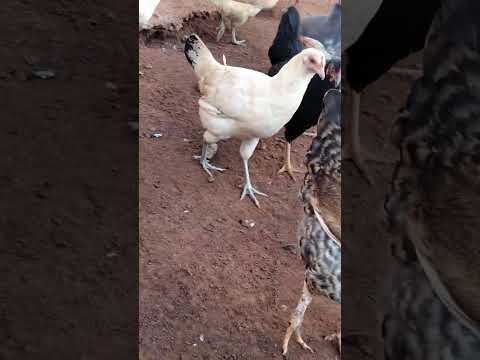 صوت دجاج عندما يرى الأكل Chicken Sounds