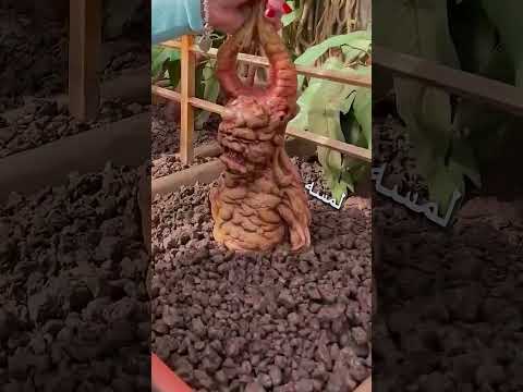 النبات الباكي شورت اكسبلور ترند قصص Facts Funny تعليم البيضة النبات الباكي شورت اكسبلور ترند قصص Facts Funny تعليم البيضة