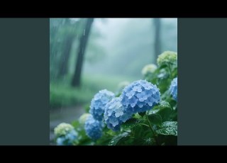 梅雨の紫陽花