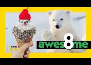  Cutest Critters You Ll Want To Cuddle Awesome 8