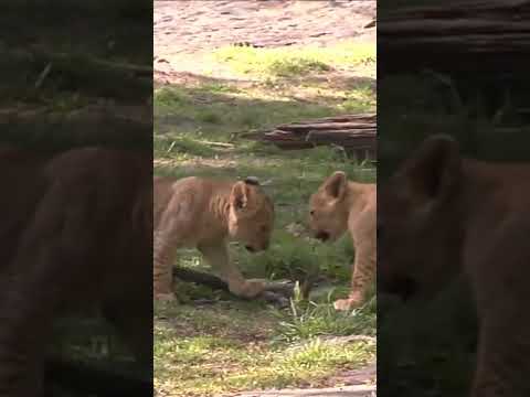 Lion Cubs Playing Shorts