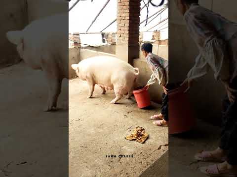 لا تدع الخنزير يتبول على الأرض