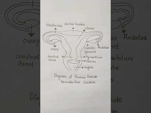Diagram Of Human Female Reproductive System How To Draw Vagina Structure